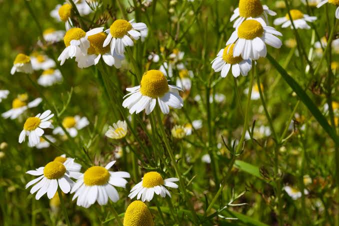 chamomile